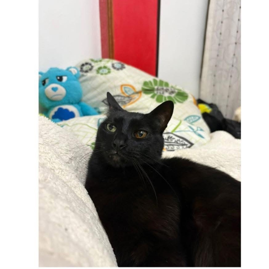 Gato Salem