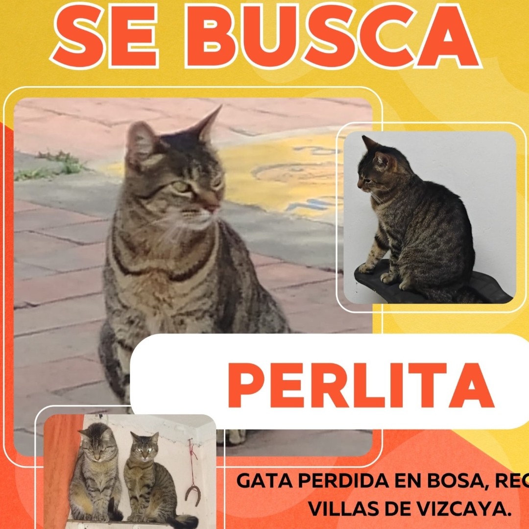 Gato Perlita