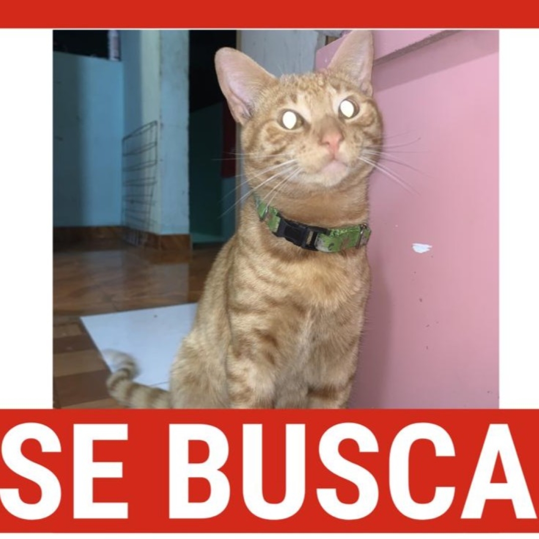Gato Rey