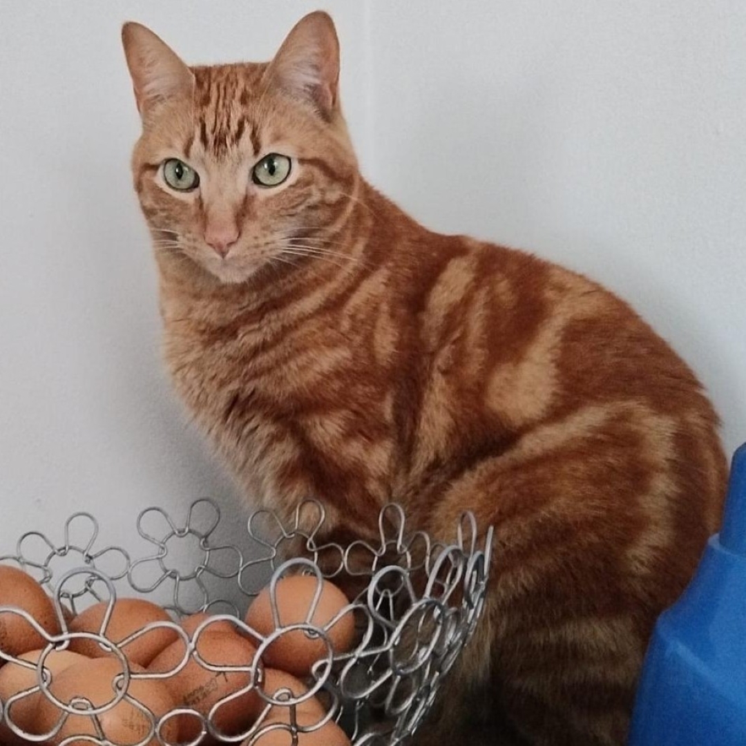 Gato Lío