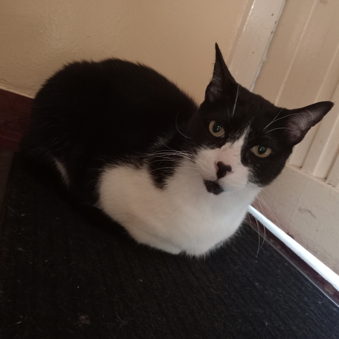 Gato NN