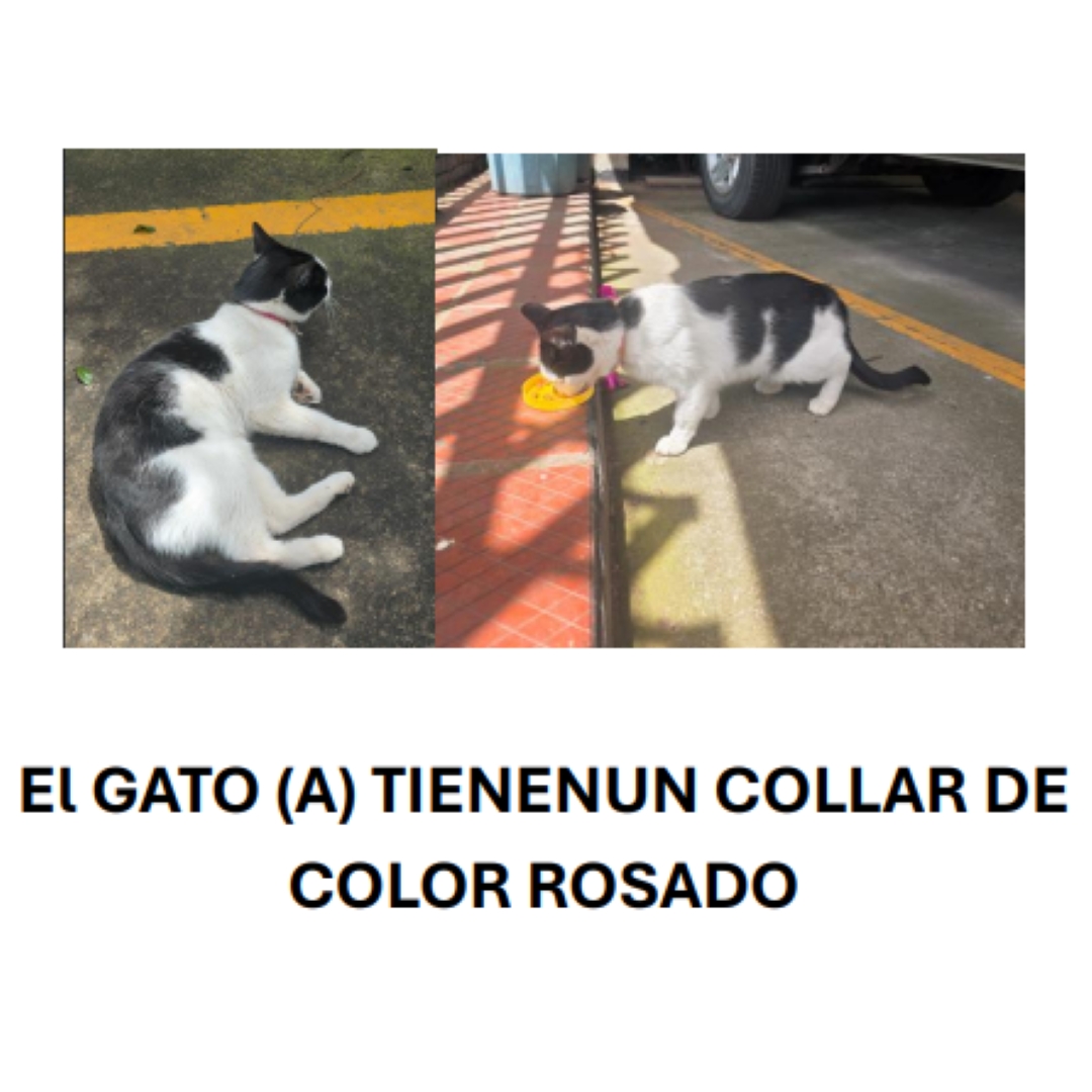 Gato NN