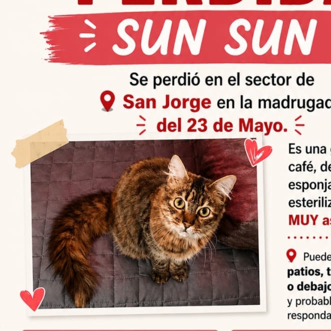Gato Sun Sun 