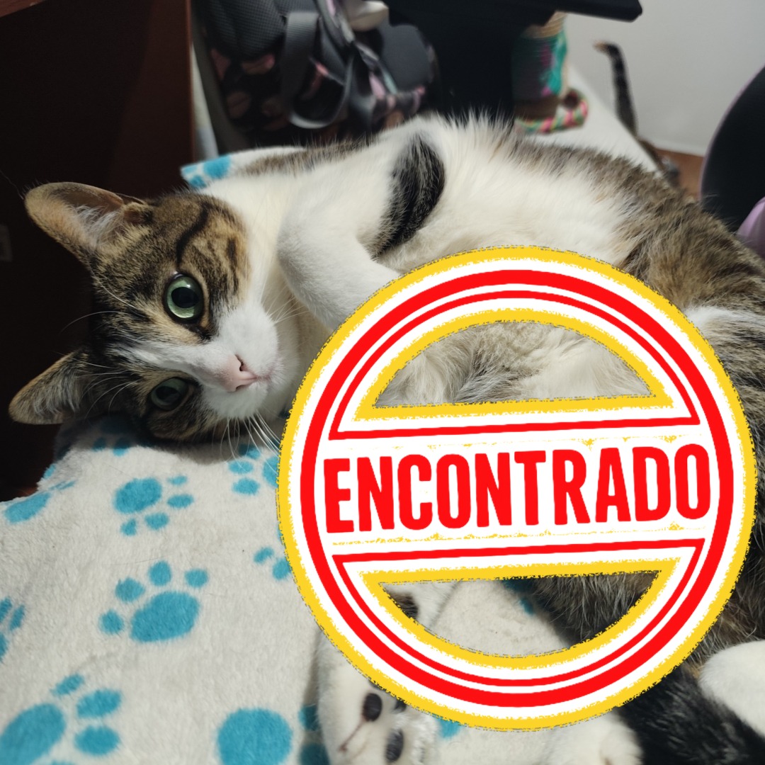 Gato Morita
