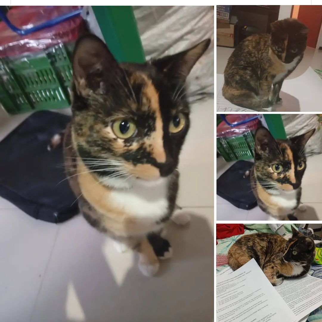 Gata Rochi