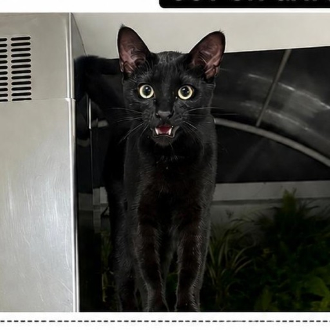Gato Chimuelo