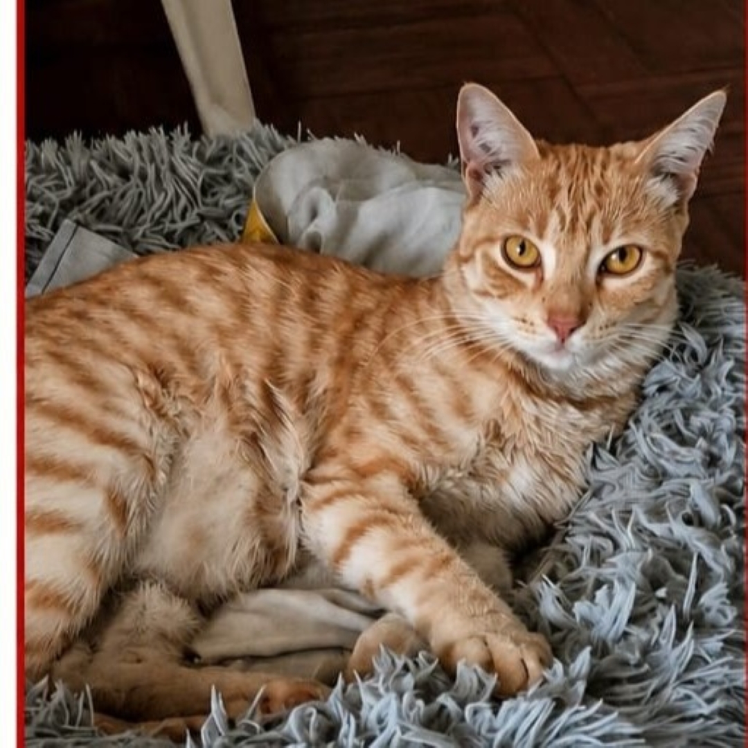 Gato Naranja