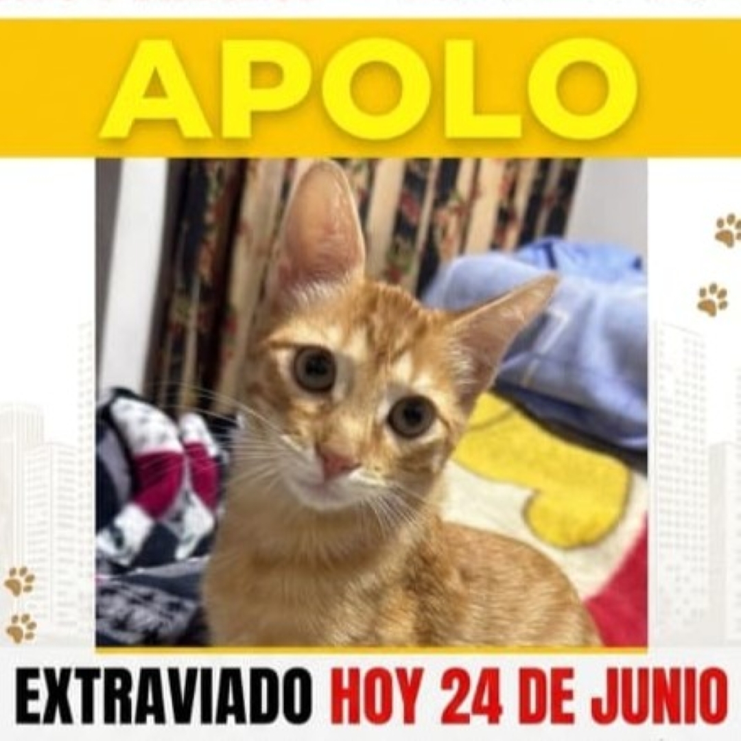 Apolo