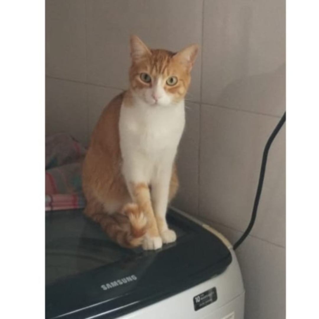 Otis
