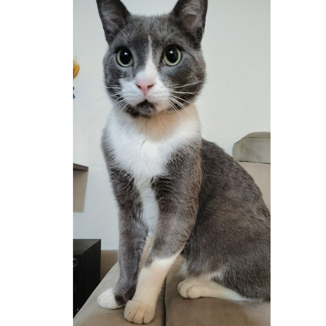 Gatico