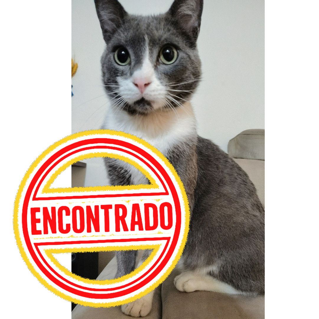 Gato Gatico