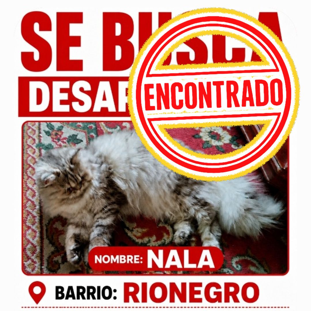 Gato Nala