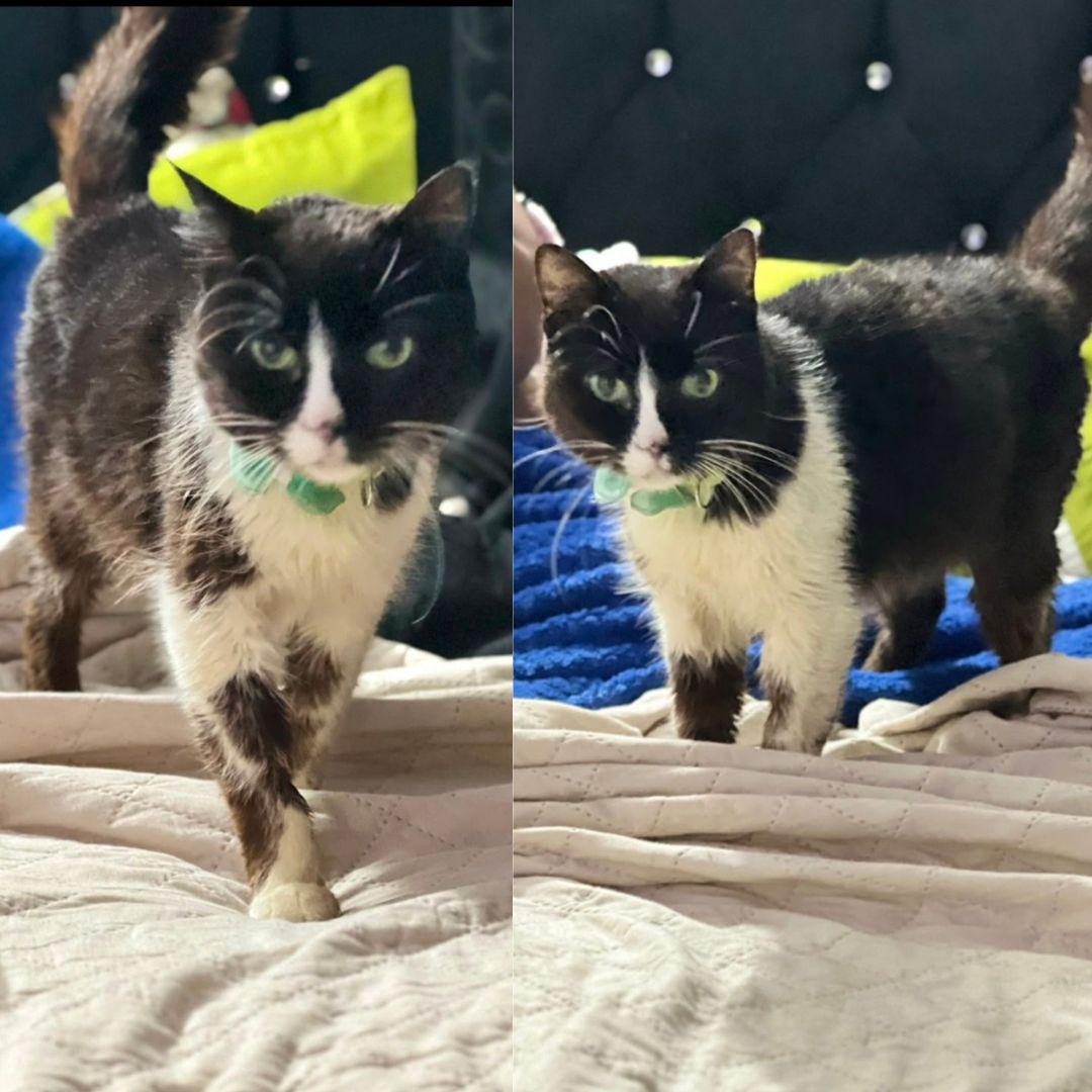 Gato Noodle