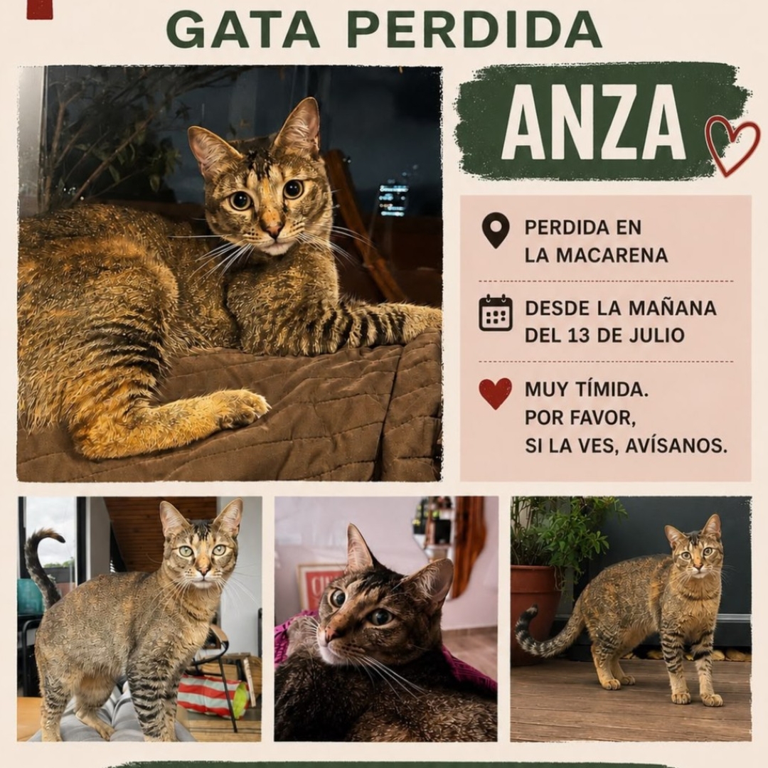 Gato Anza