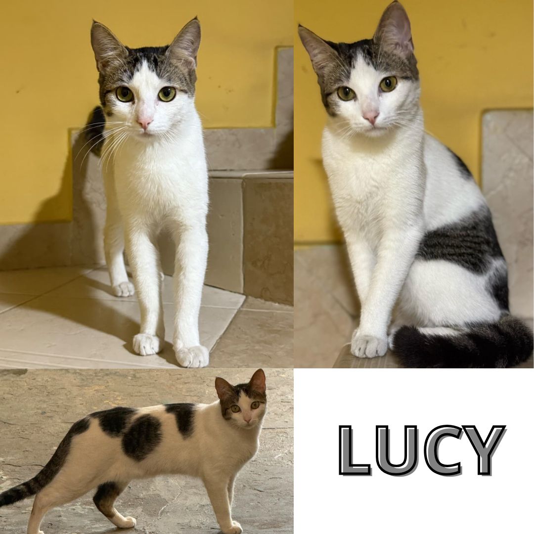 Lucy