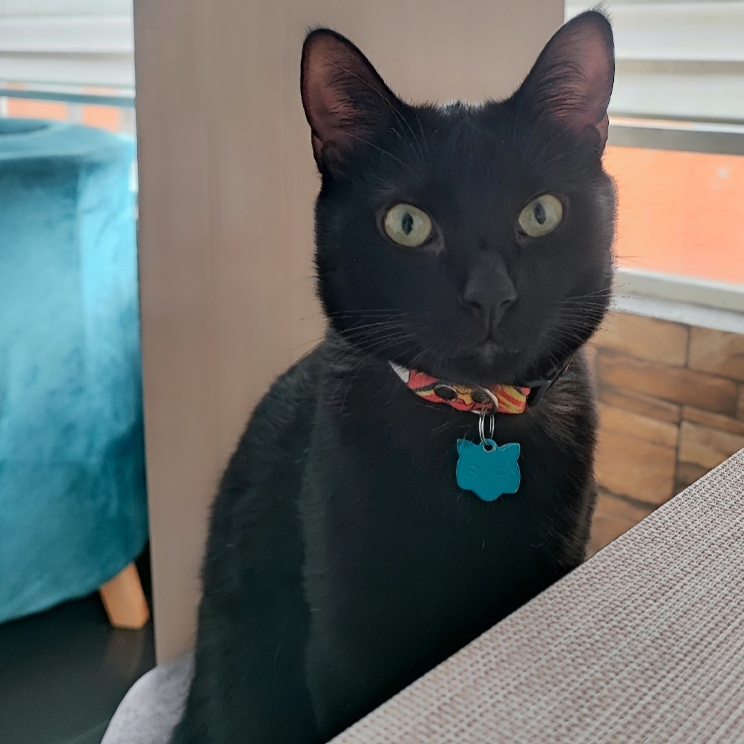 Tomás