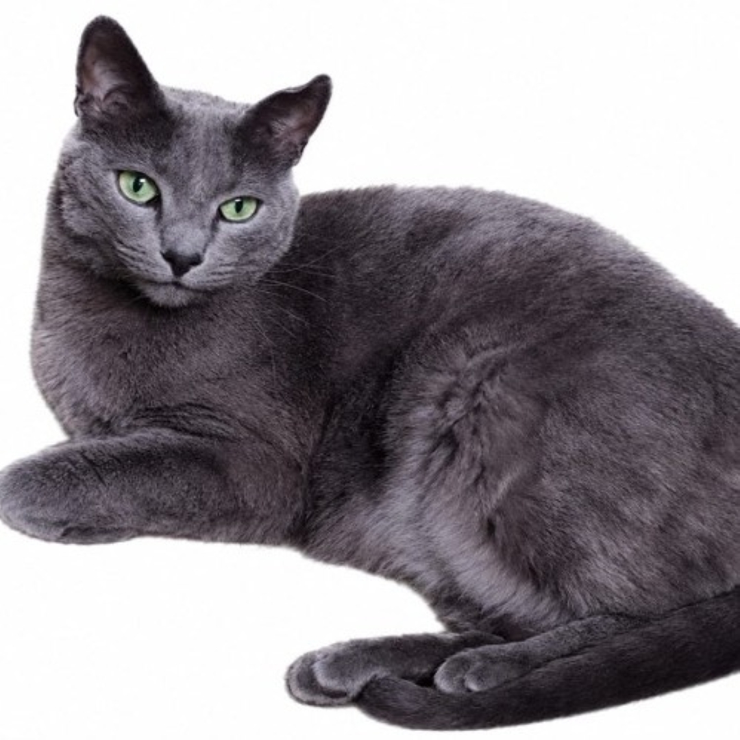 Gato gris