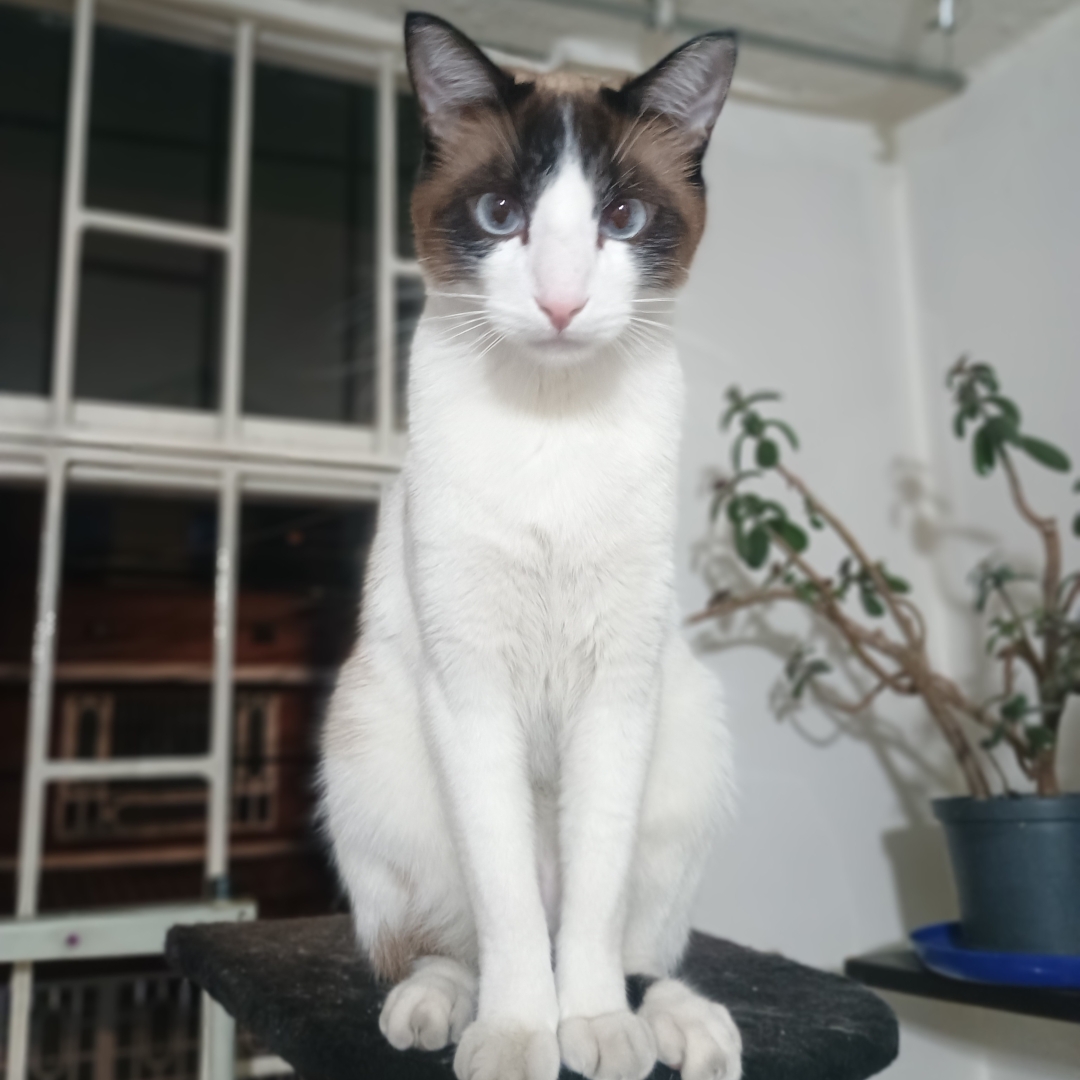 Milo