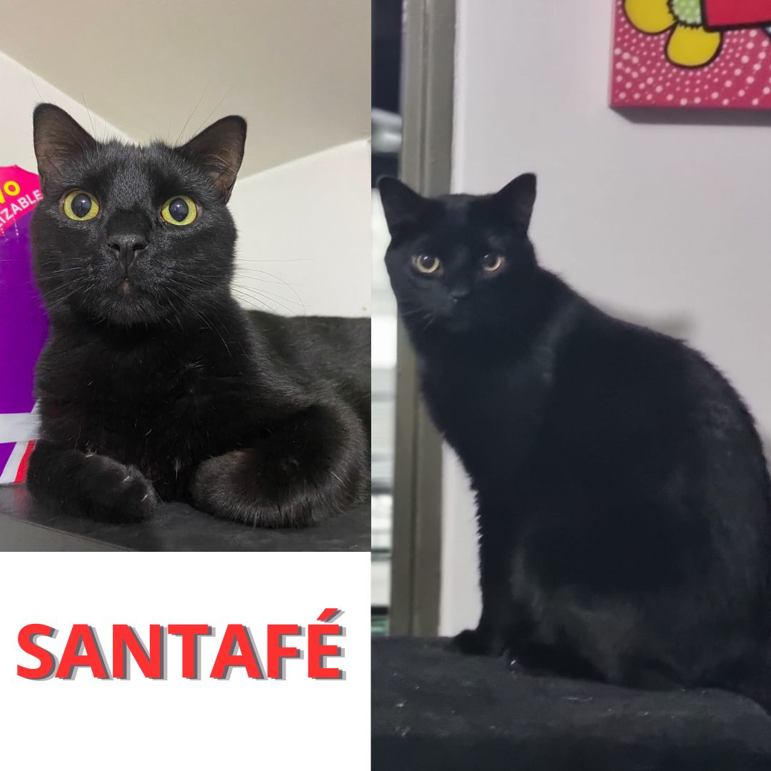Santafé
