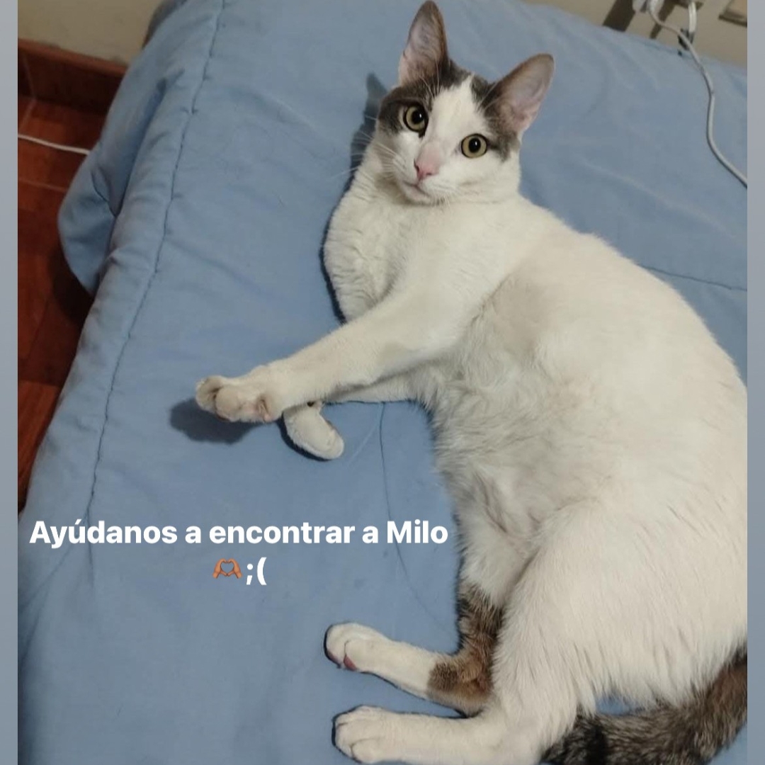 Milo