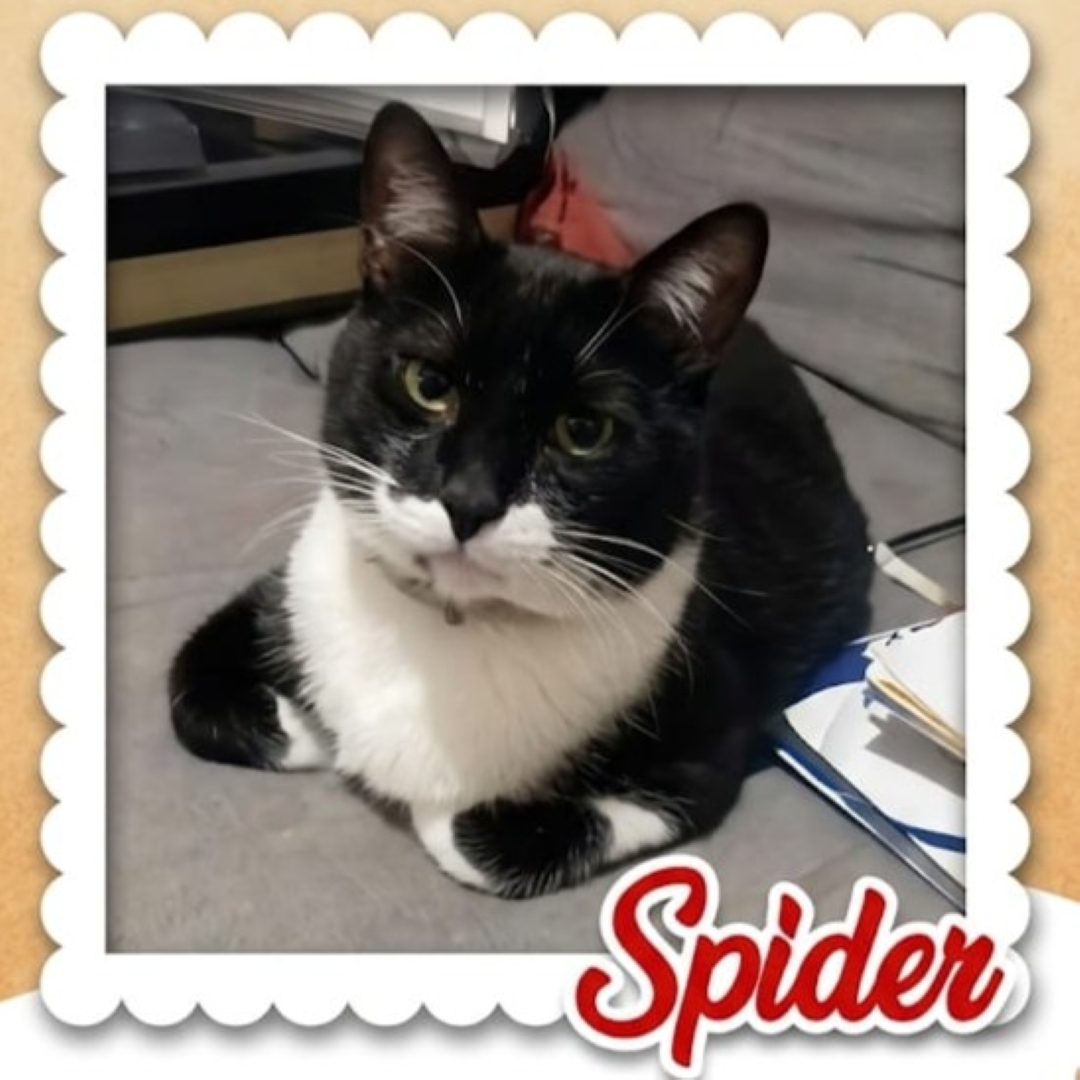 Spider