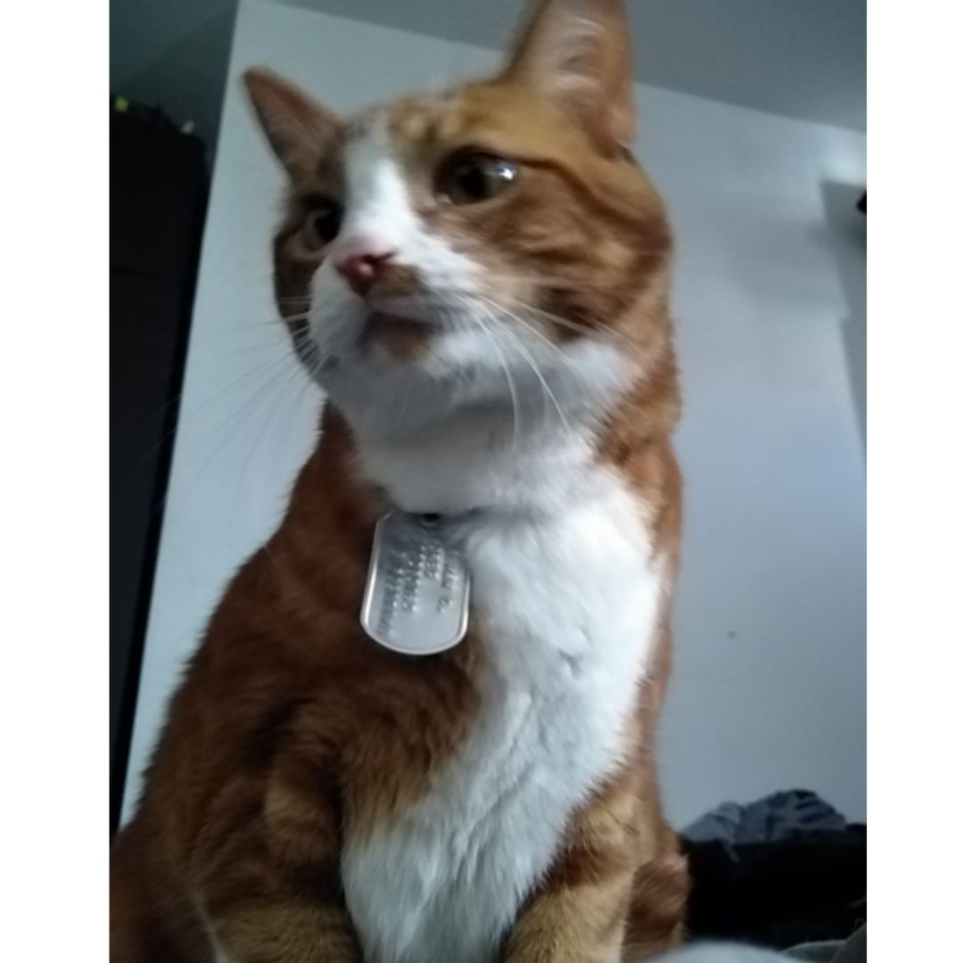 Gato Tulio