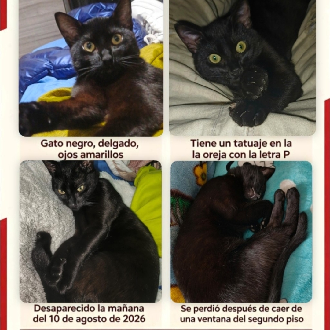 Gama