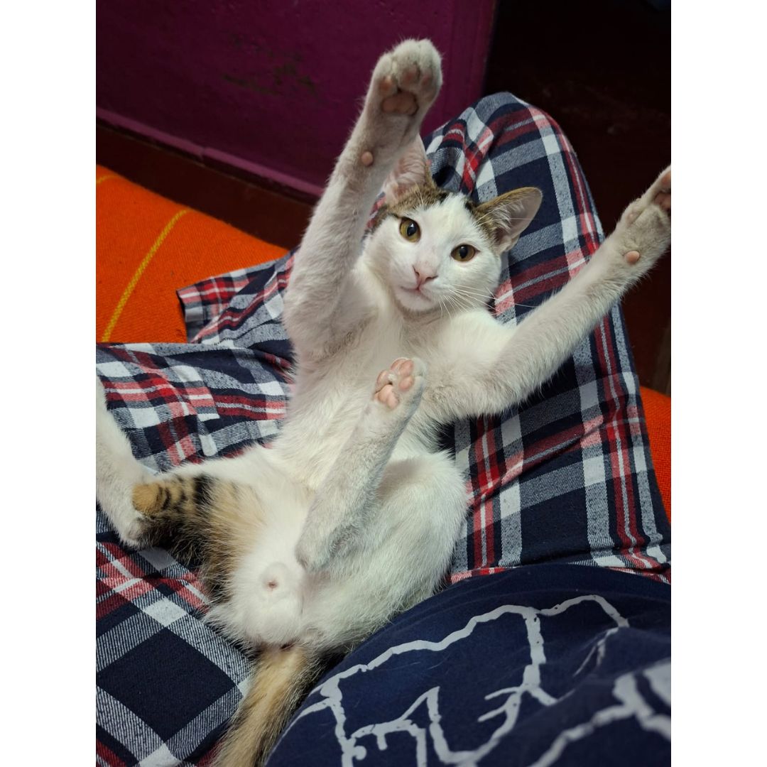 Gato Milo