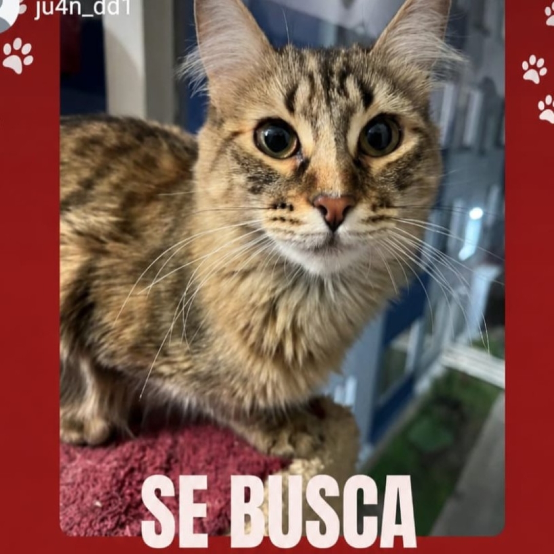Gato Simona