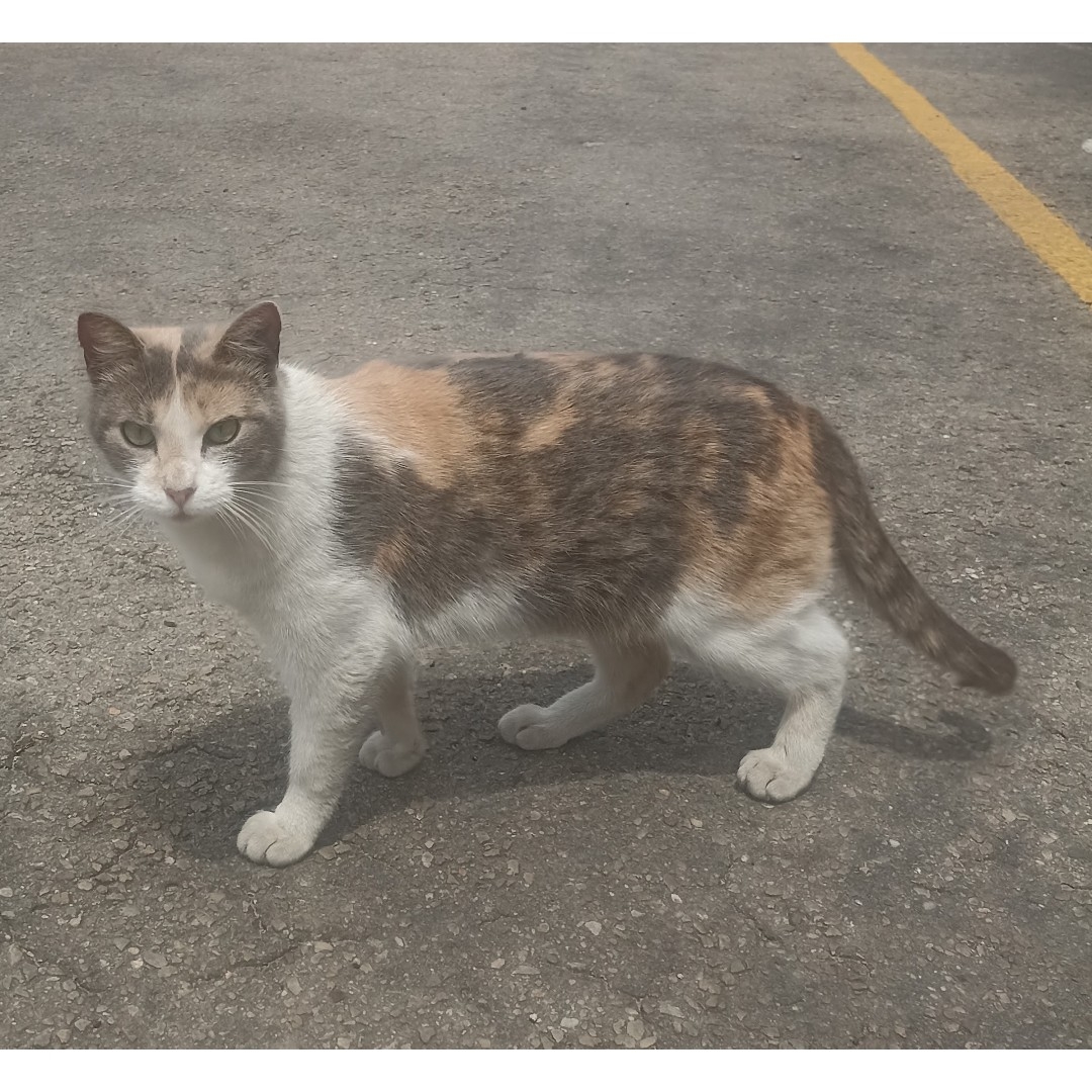 Gato Gatica