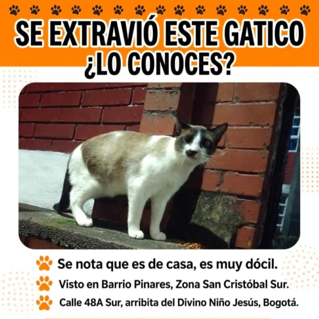Gato NN
