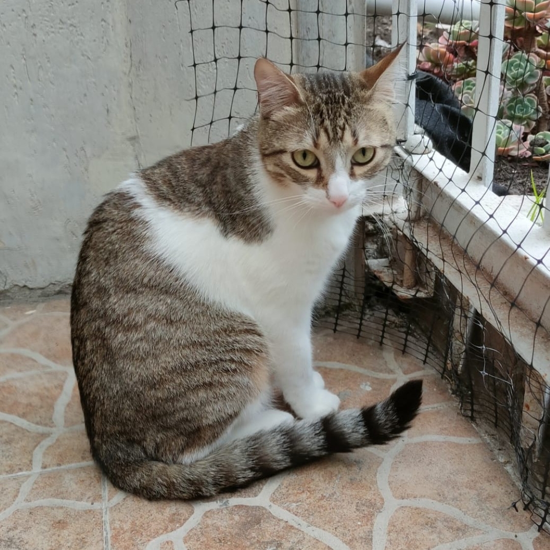 Gato Bonseko