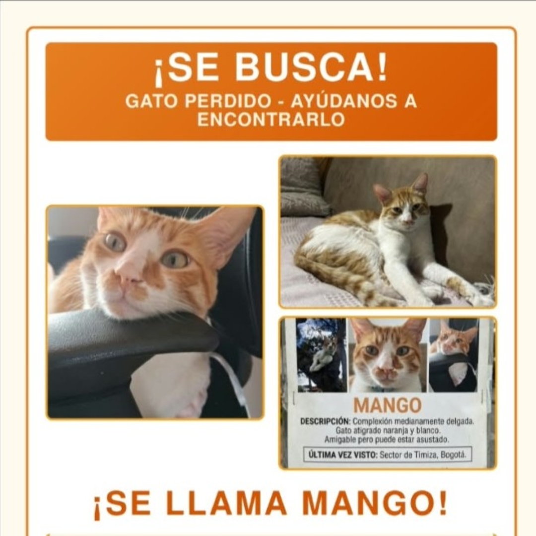 Mango
