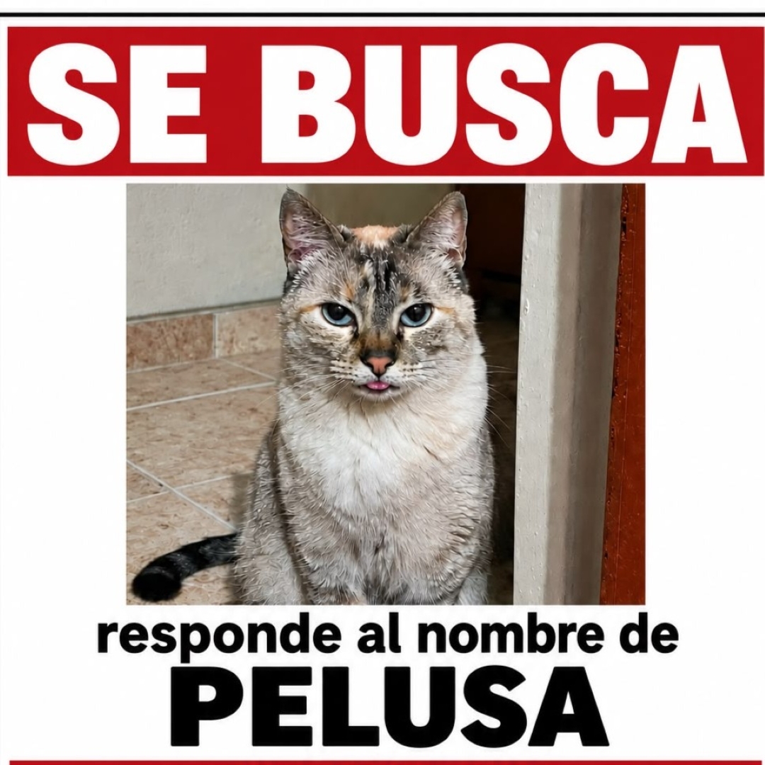 Pelusa