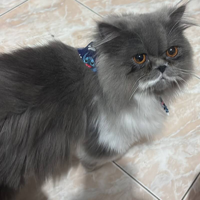 Leo