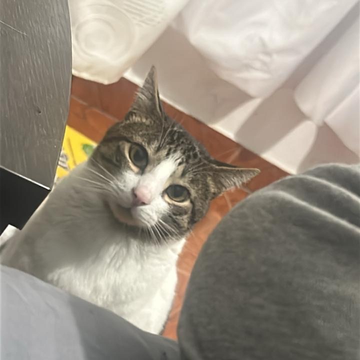 Michi