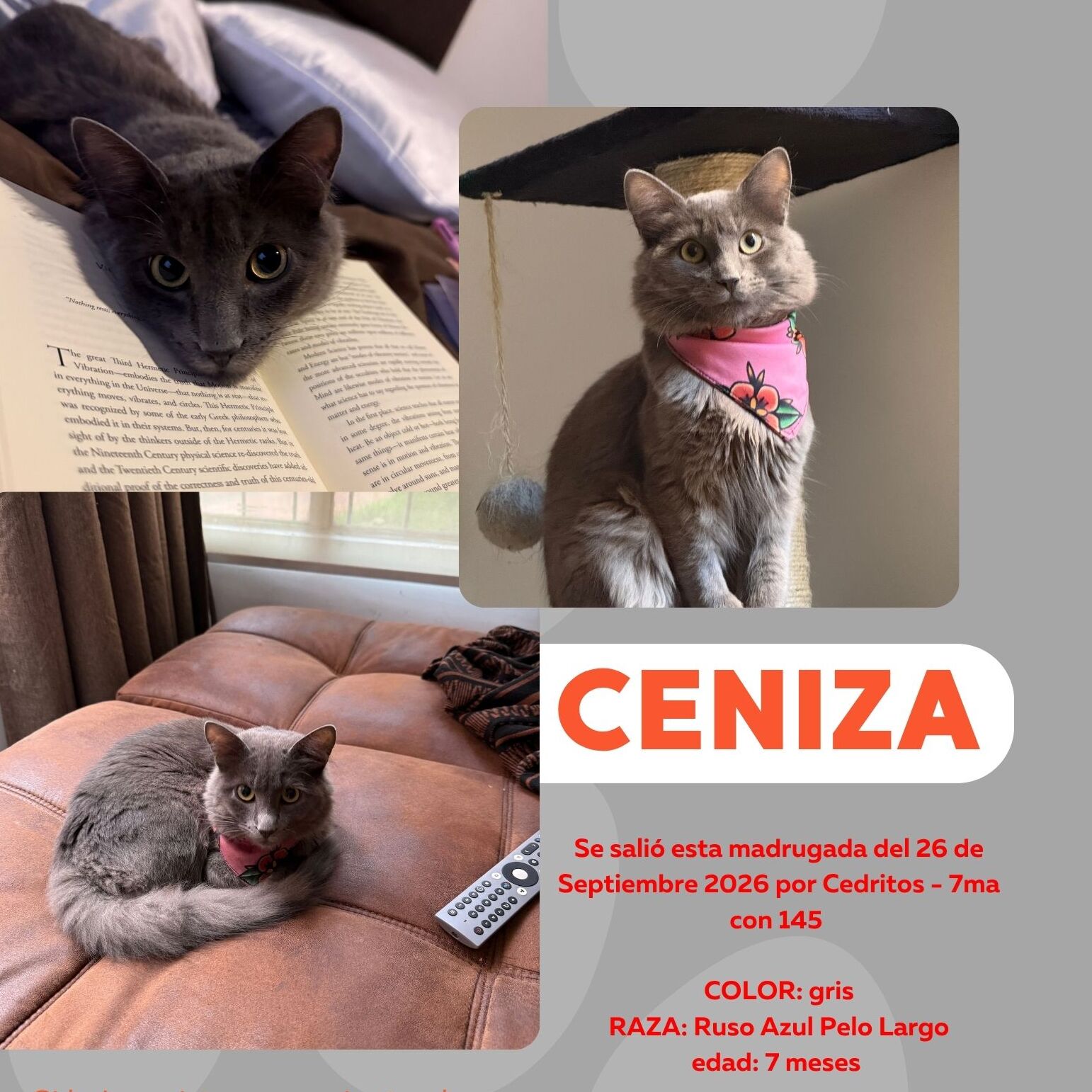 Ceniza