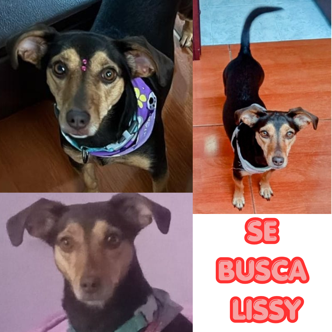 Lissy