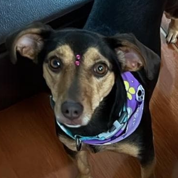 Perrita Lissy Chihuahua