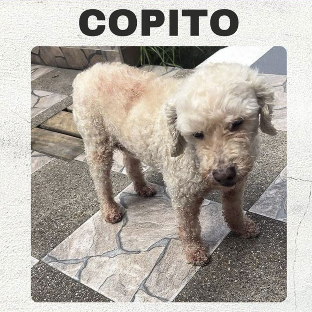 Perro Copito