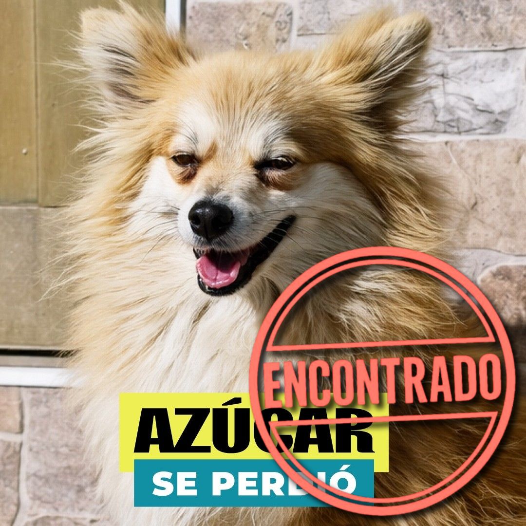 Perro Azúcar