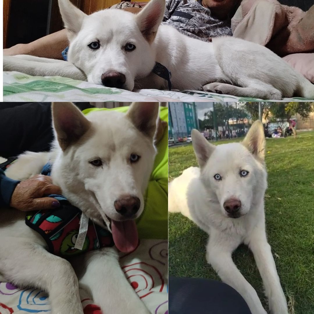 Perro Copito
