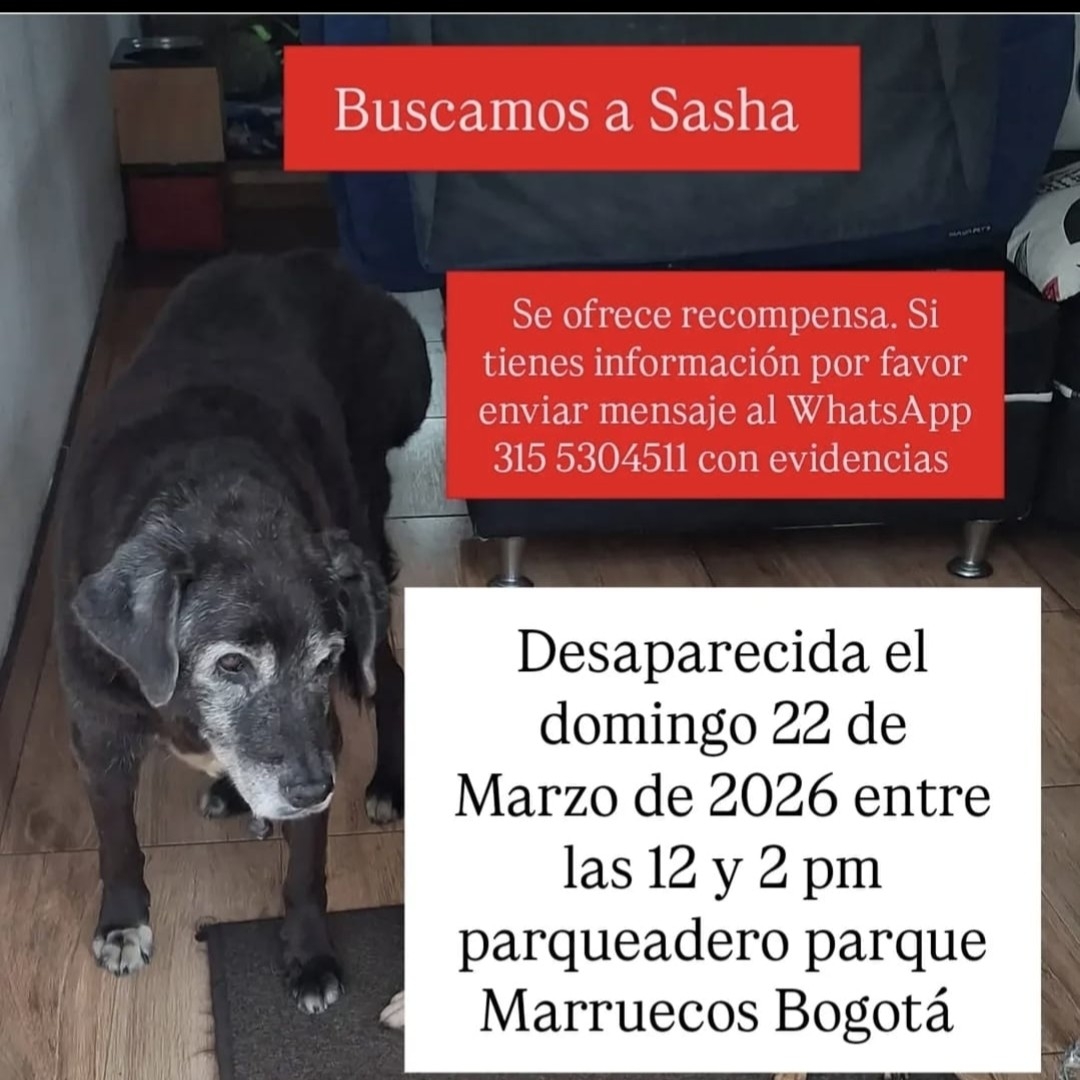 Perro Sasha