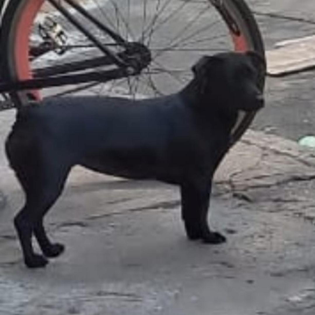 Perro Negra