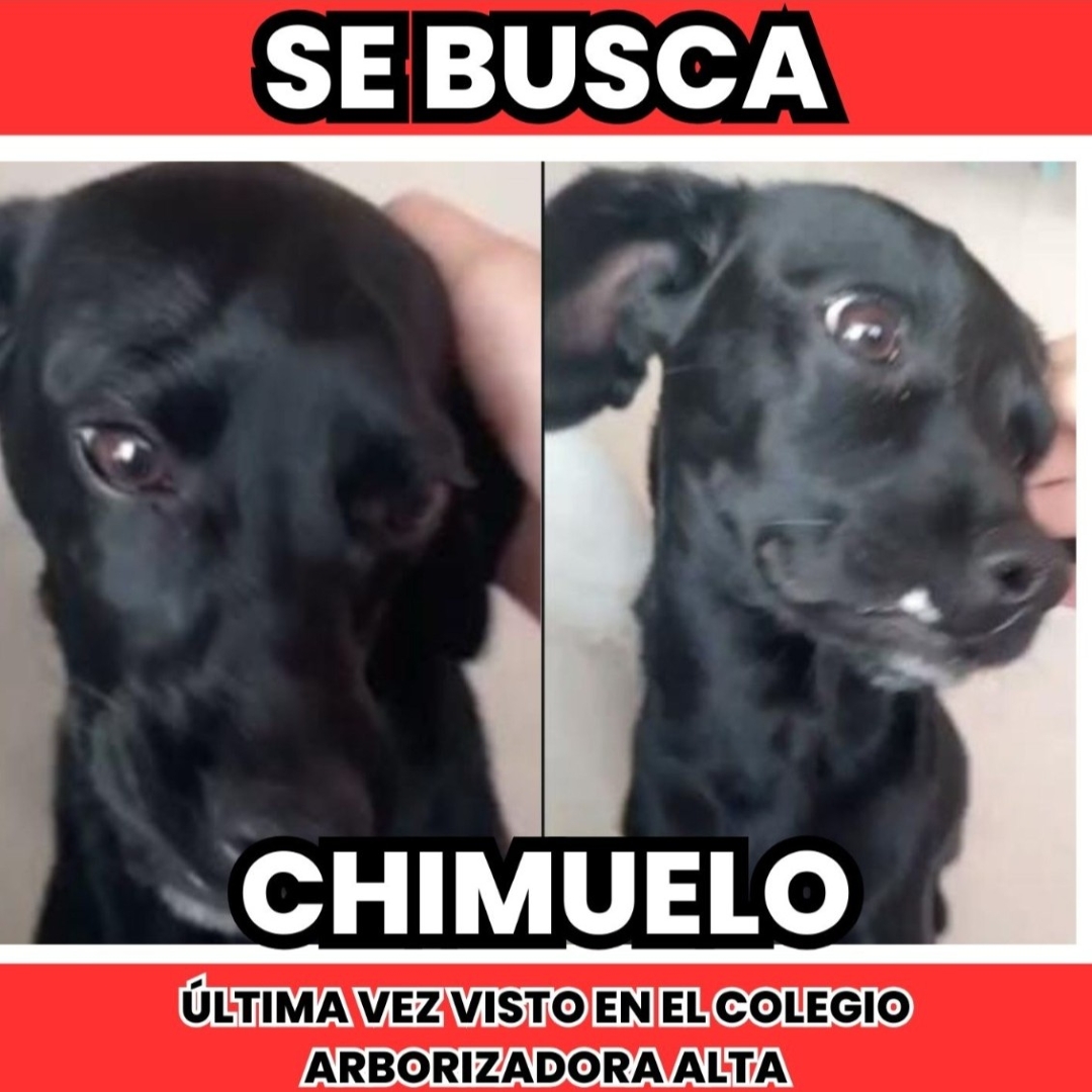 Perro Chimuelo