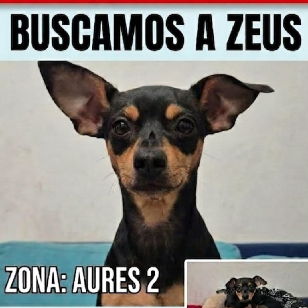 Perro zeus