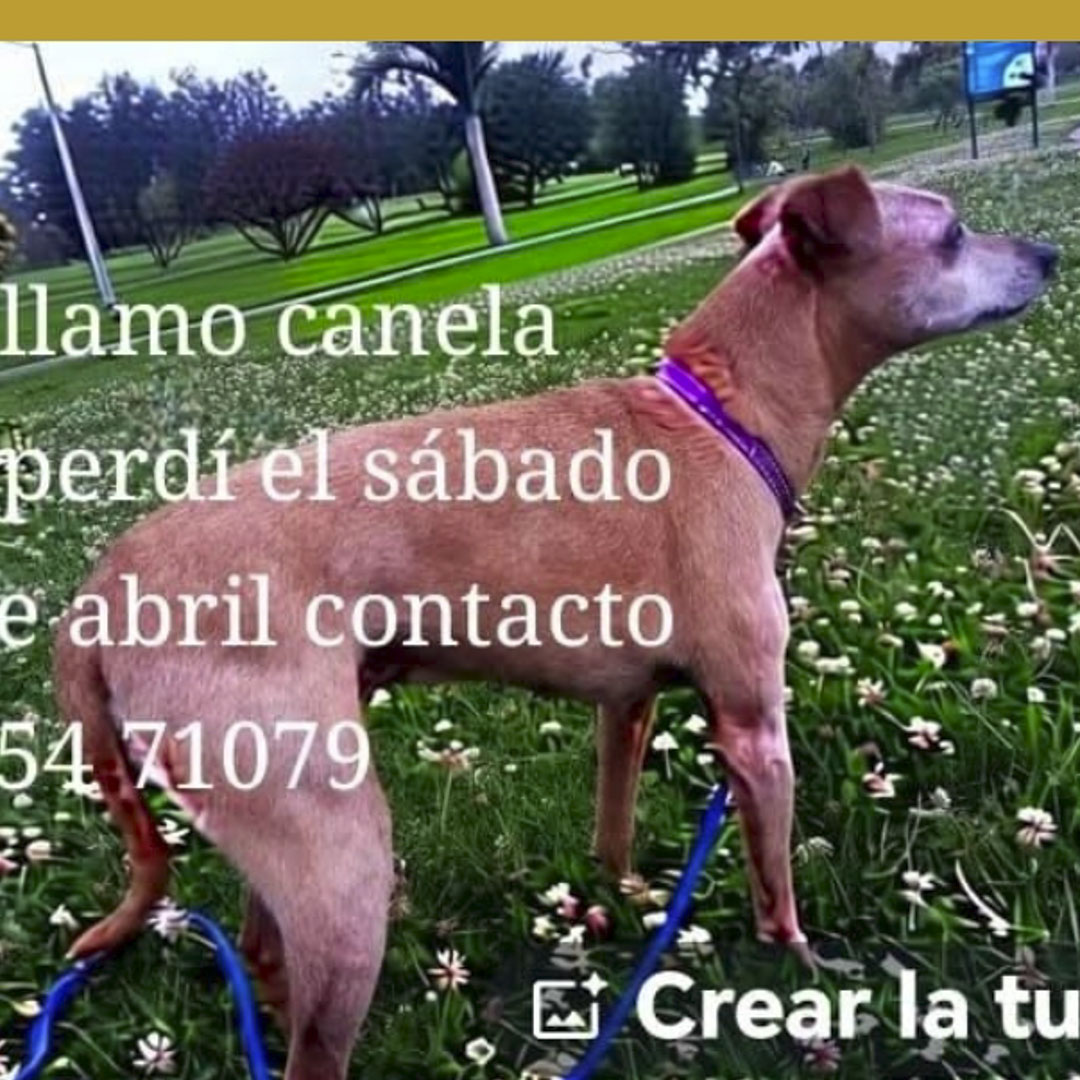 Perro Canela