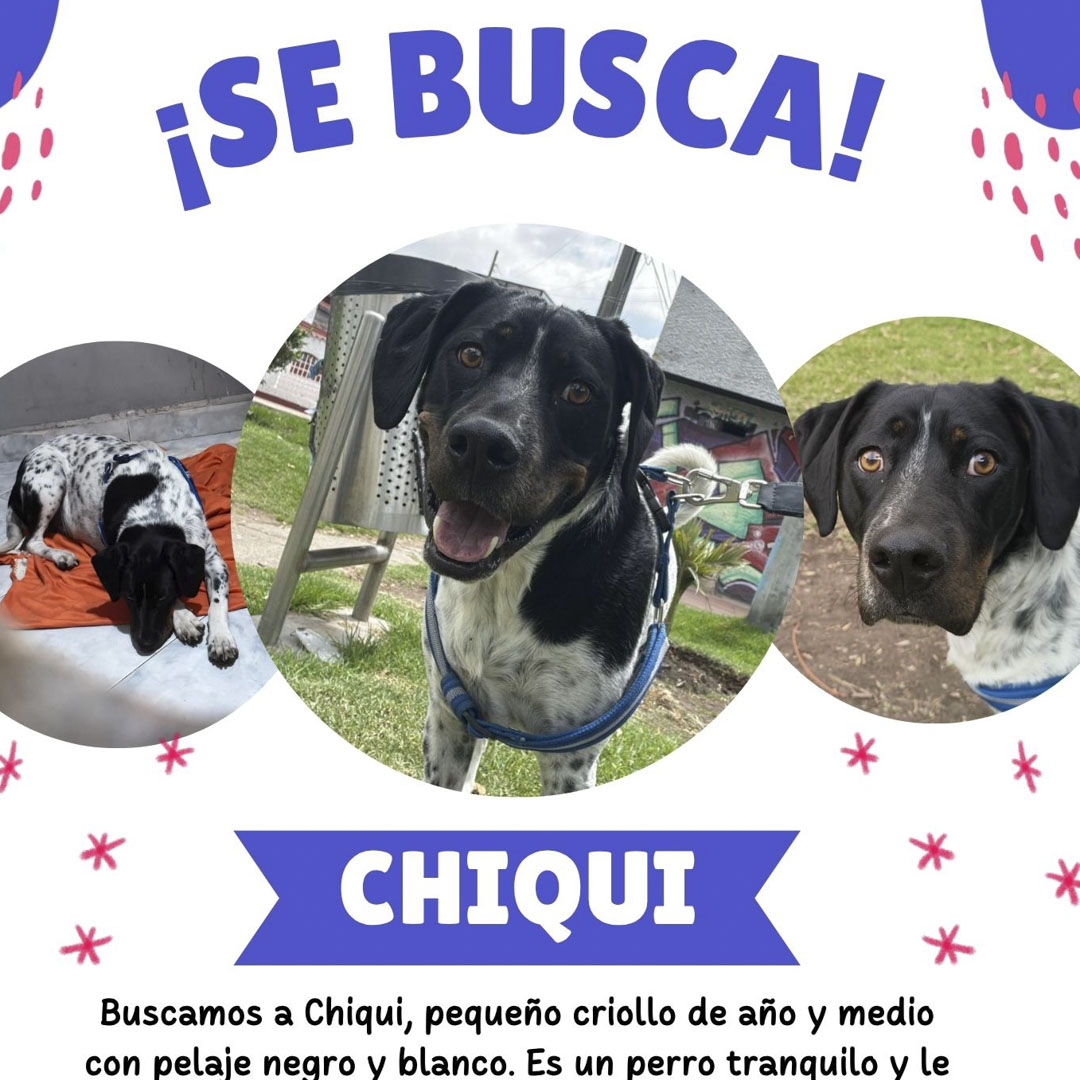 Perro CHIQUI