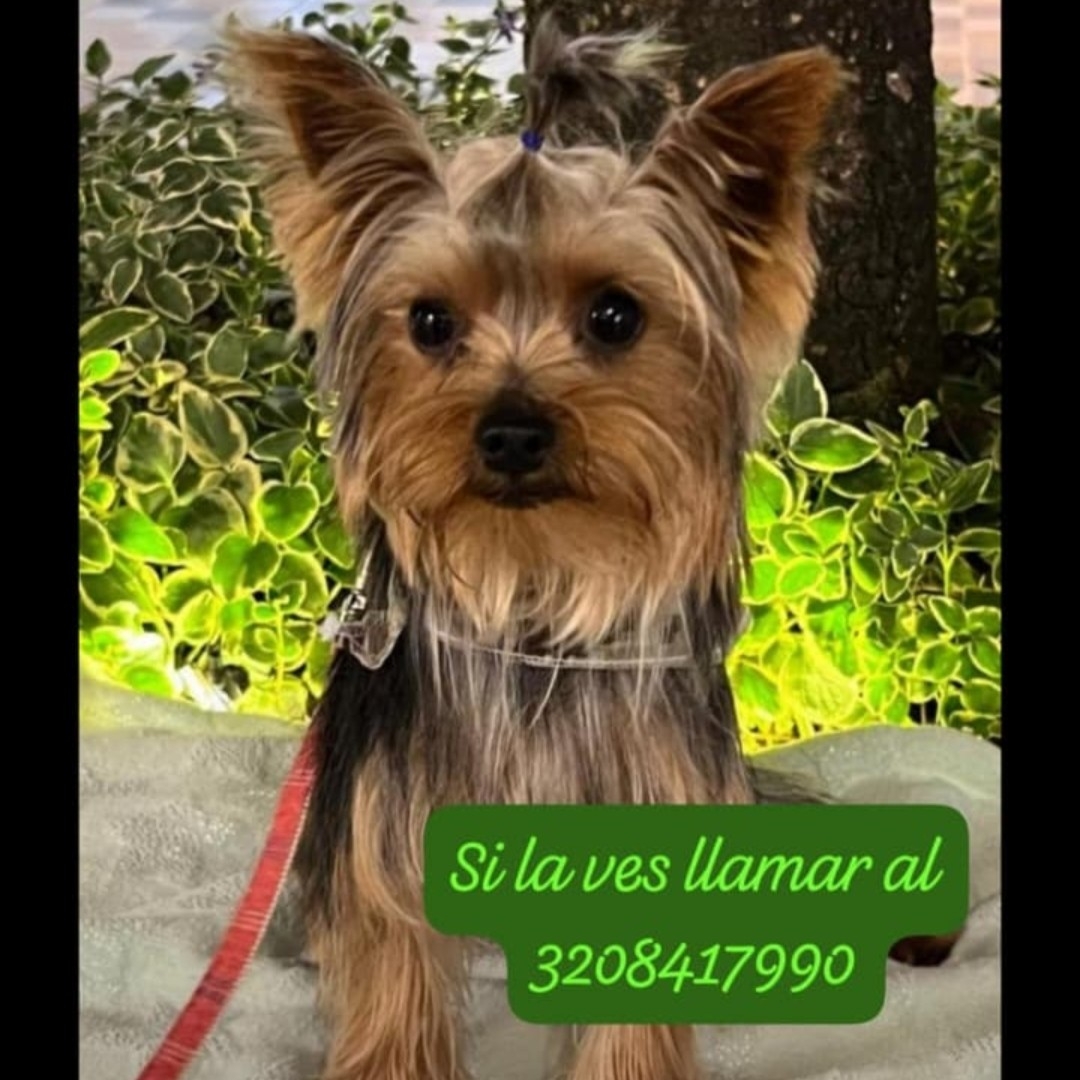 Perro Yorkie