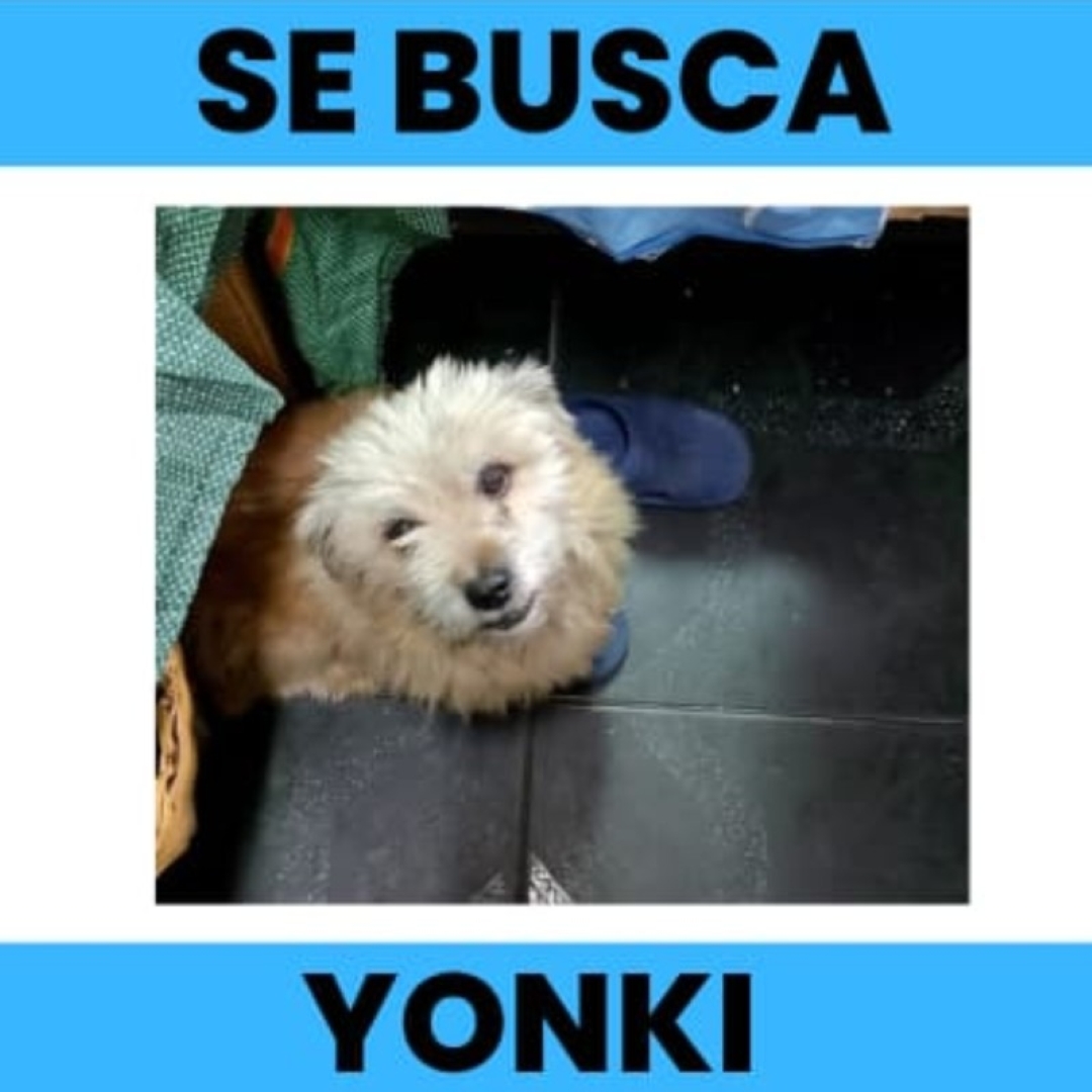 Perro Yonki
